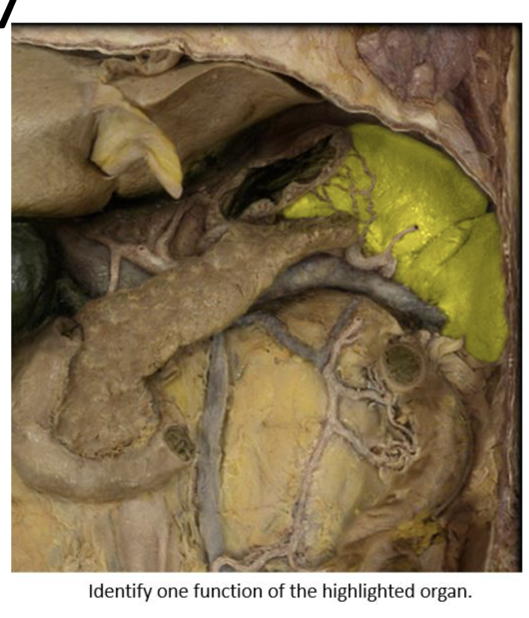 term image