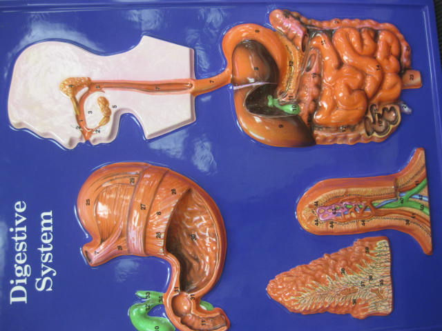 <p>Identify?</p><p>Lab Image 7-1</p>