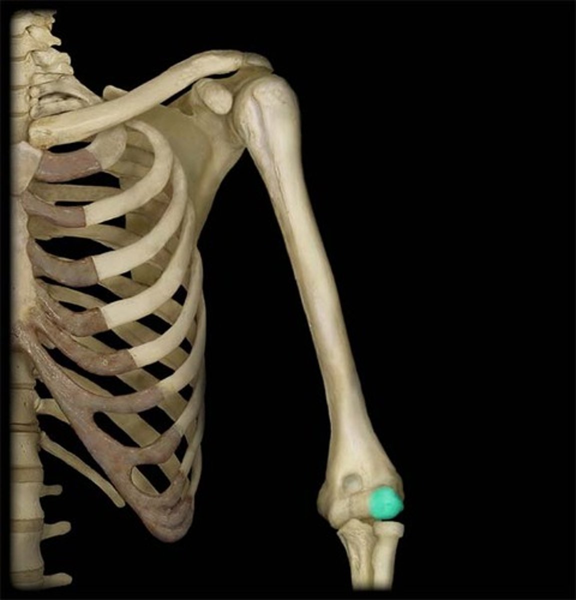 <p>rounded knob on the humerus; adjoins the radius</p>