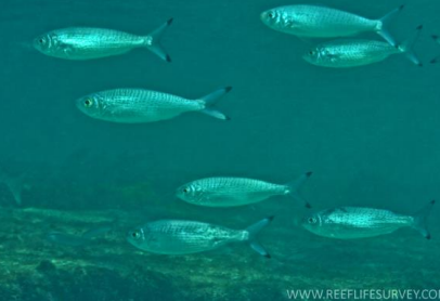 <p>FISHES (Class Actinopterygii) AUSTRALIAN HERRING</p>