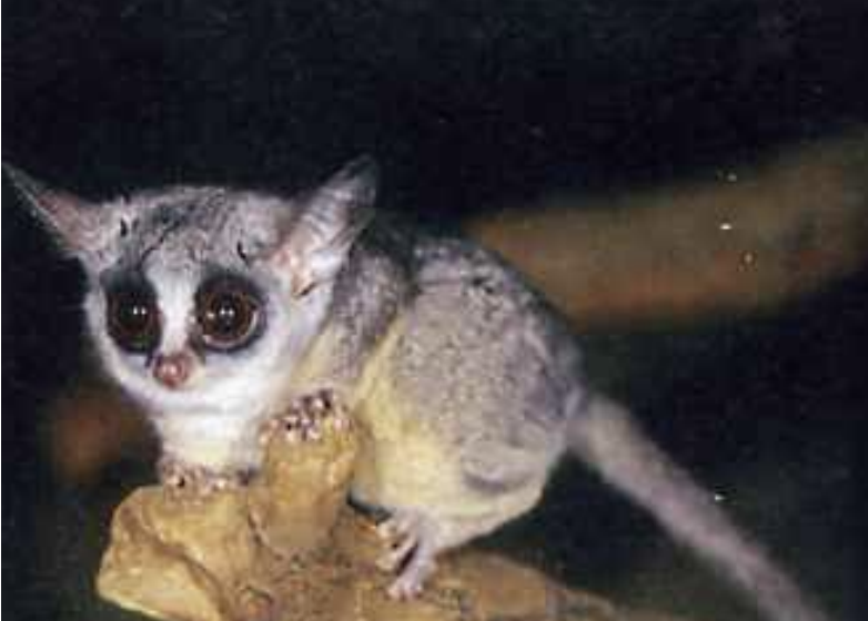 <ul><li><p>nocturnal </p></li><li><p>arboreal </p></li><li><p>solitary</p></li><li><p>found in africa &amp; asia</p></li></ul><p></p>