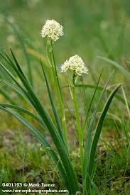 <p>Meadow death camas </p>