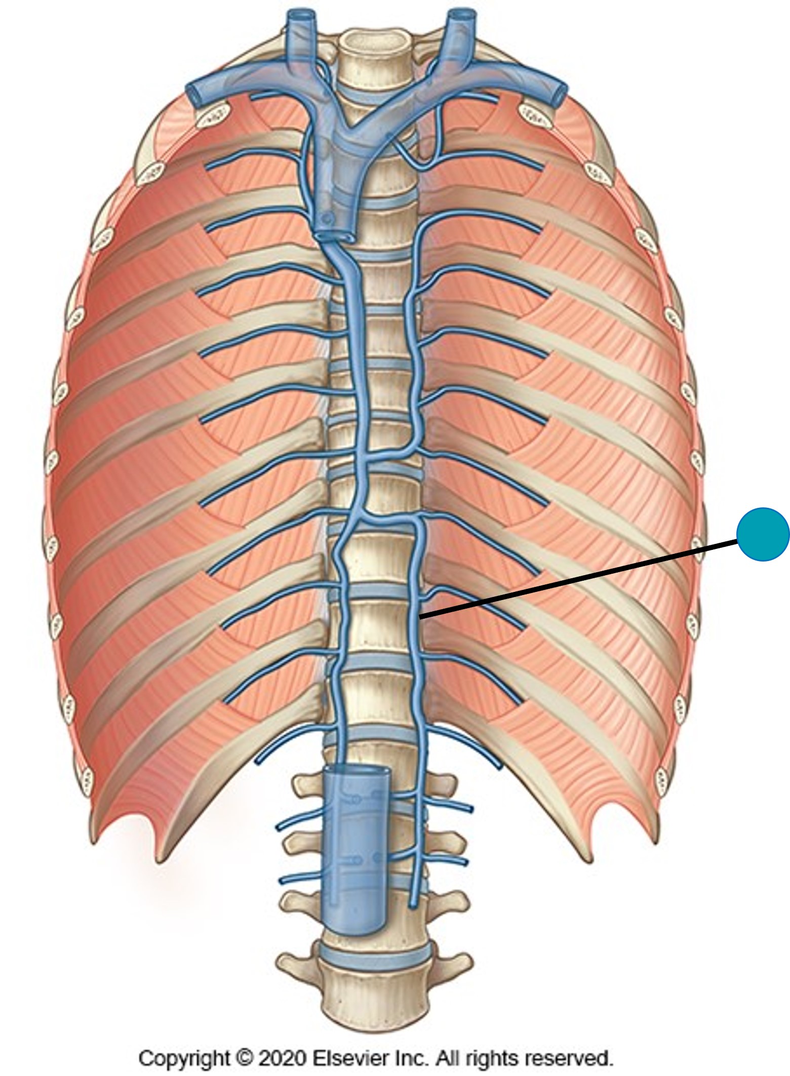<p><span>The structure indicated by the blue pin is the:</span></p>