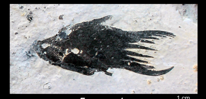 <ul><li><p>Lower Devonian </p></li><li><p>Canada, Yukon </p></li></ul><p></p>