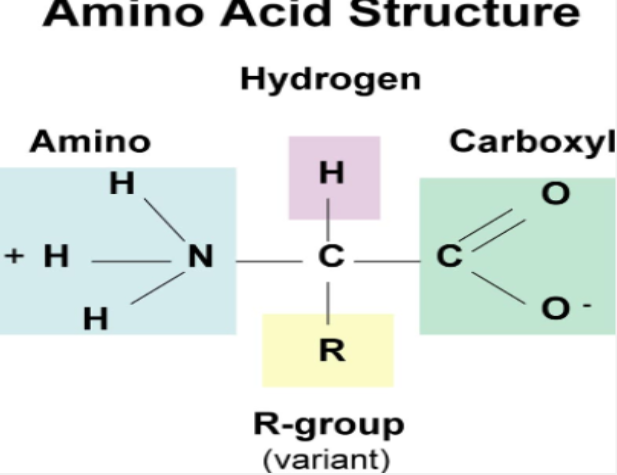 <p>create protiens, enzymes, polypeptides</p>