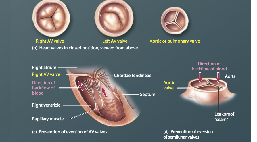 <p>Right and left atrioventricular (AV) valves are positioned  between the atrium and ventricle</p><p>Tricuspid valve: the right AV valve </p><p>Bicuspid valve (mitral valve): the left AV valve </p><p>The edges of the AV valve leaflets are fastened by tough, thin cords= <span style="color: red;">Chordea tendinae</span>- prevent the valve from everting, the cords extend from the edges of each cusp and attach to a small nipple-shaped structure= <span style="color: red;">Papillary muscles </span></p>