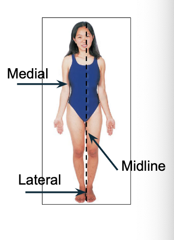 <p>Medial and Lateral </p>