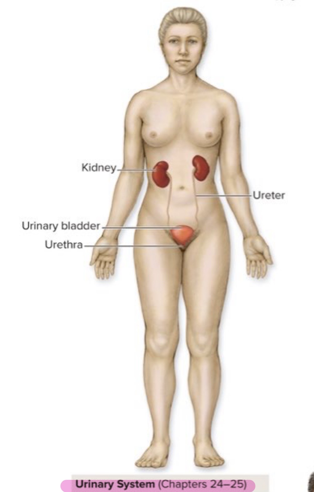 <p>Urinary System</p>