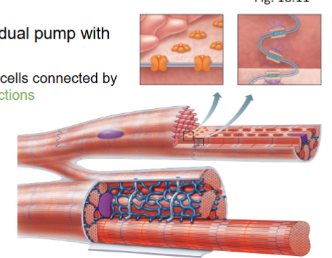 <ul><li><p>dual pump with valves</p></li><li><p>muscle cells connected by gap junctions connecting 2 areas of ISF</p></li></ul><p></p>
