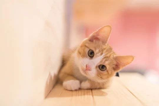 <p>Cute<br>جذاب/فاتن</p>