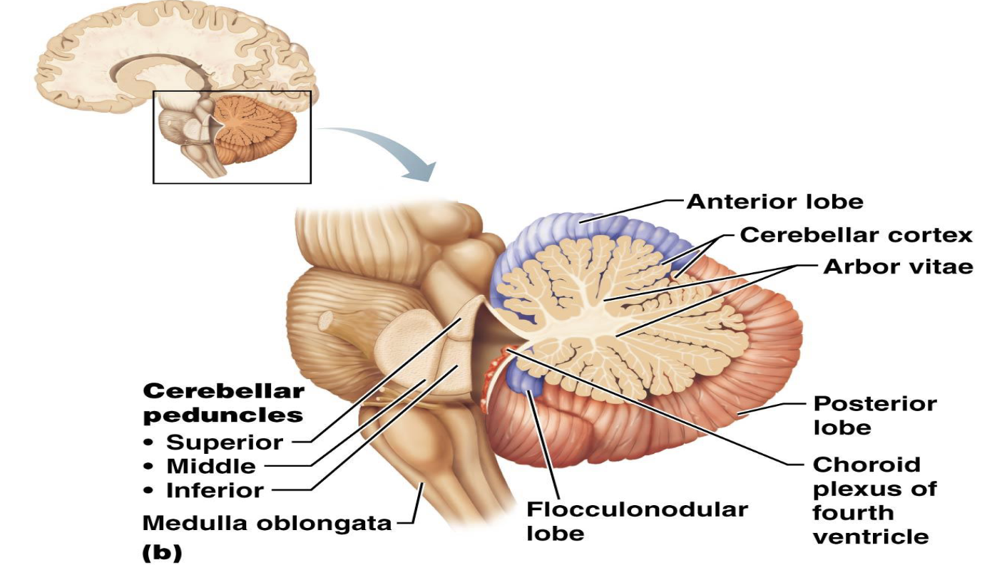 <p><strong>Cerebellum</strong></p><ul><li><p>What is the cerebellum responsible for?</p></li><li><p>What is the cerebellum the second largest structure of?</p></li><li><p>What are cerebellar peduncles?</p><ul><li><p>What does the superior cerebellar peduncle connect to?</p><ul><li><p>What does the middle cerebellar peduncle connect to?</p><ul><li><p>What does the inferior cerebellar peduncle connect to?</p></li></ul></li></ul></li></ul></li></ul><p></p>