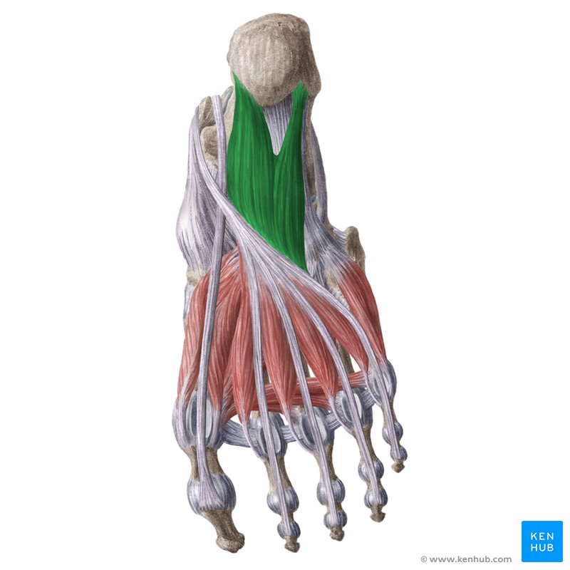 <p>Proximal Attachment (O): Medial surface and lateral margin of plantar surface of calcaneus</p><p>Distal Attachment (I): Posterolateral margin of tendon of flexor digitorum longus</p><p>Nerve: Lateral plantar nerve (S1–S3)</p><p>Action: Assists flexor digitorum longus in flexing lateral four digits at MTP and IP joints</p>