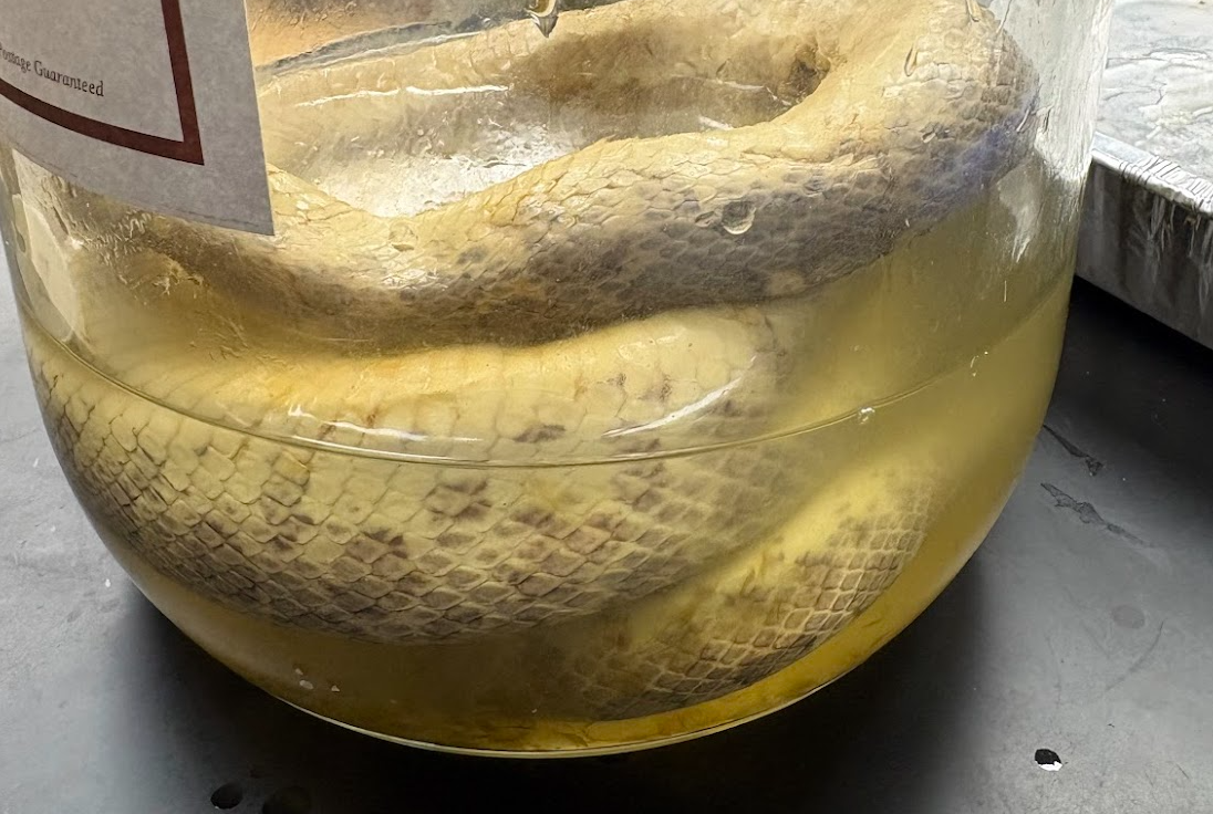 <p><span style="background-color: transparent;">Arizona elegans</span></p>