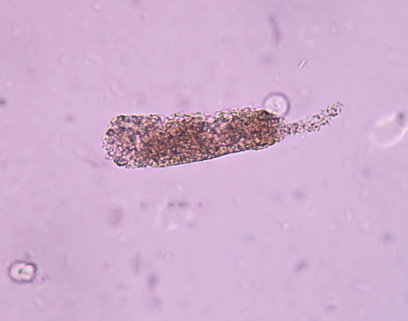 <p>often colorless, shades of yellow, has all shapes and sizes. Coarse and finely granular</p>