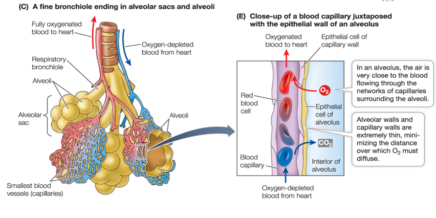 <p>Capillaries are extremely thin which allow oxygen to diffuse into the blood. (thin and fragile)</p>
