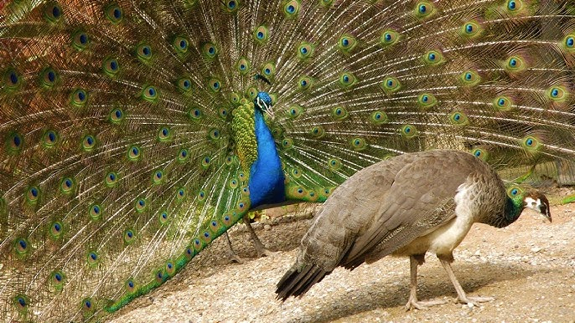 <ul><li><p>resources provided by males, such as nest sites and food</p></li><li><p>genetic benefits: males with ‘good’ genes that enhance offspring survival or reproductive success</p></li></ul><p></p>