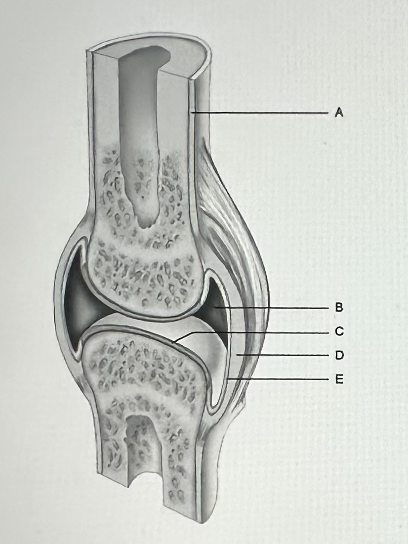<p>E?</p>