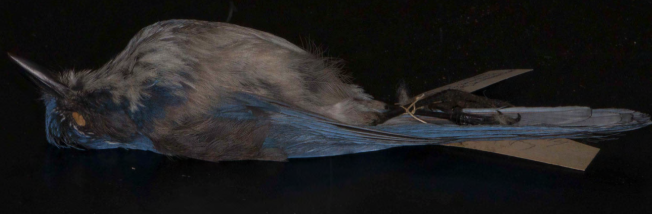 <p>Bluejay</p>