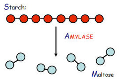 <p>starch; maltose</p>