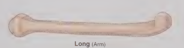 <p>Long Bones</p>