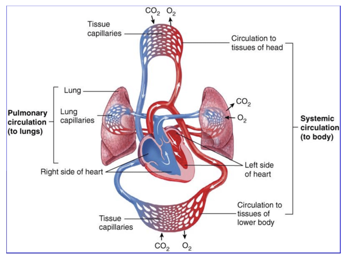 <ul><li><p><u>Systemic circulation</u>: transports blood from the left side of the heart to the body for nutrient and gas exchanges and back to the right side of the heart</p><ul><li><p>Supplies: oxygenated blood</p></li><li><p>Returns: deoxygenated blood</p></li></ul></li></ul><ul><li><p><u>Pulmonary circulation</u>: moves blood from the right side of the heart to the lungs for gas exchange and back to the left side of the heart</p><ul><li><p>Supplies: deoxygenated blood</p></li><li><p>Returns: oxygenated blood</p></li></ul></li></ul><p></p>