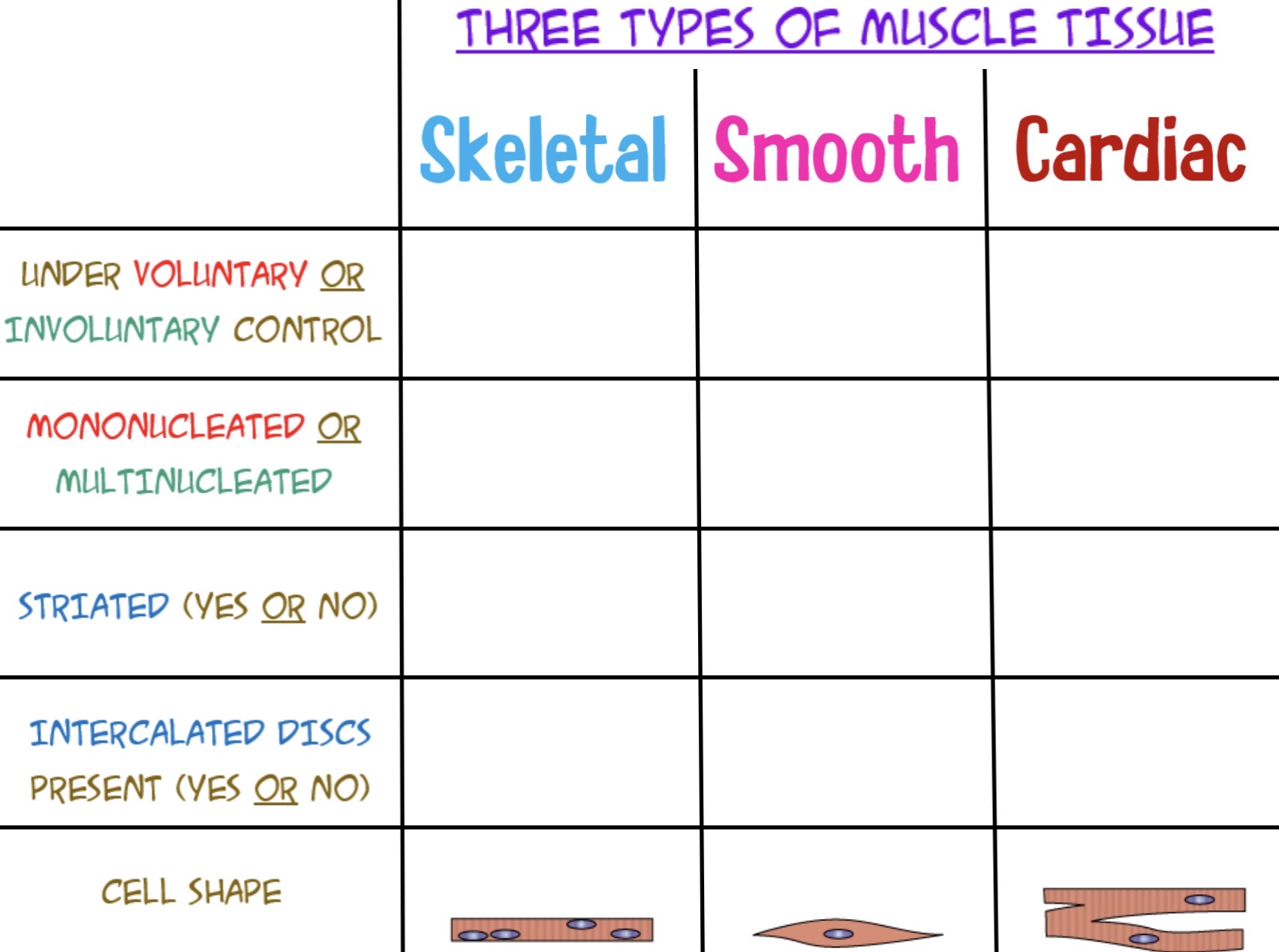 <p>Differences between muscle tissue types</p>
