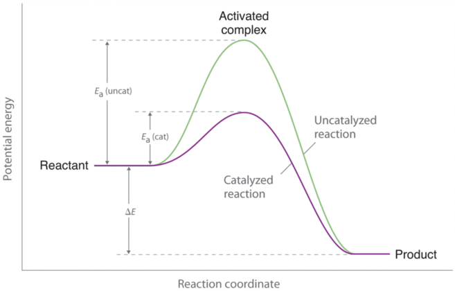 <p>Delta H remains the same - a catalyst only lowers the activation energy, not the energy of reactants or products.</p>
