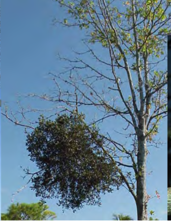 <p>ectoparasitic plants that can photosynthesize</p><p>extract H2O, minerals, and some but not all carbohydrates from host plant</p><p>may be completely dependent (obligate) or not dependent (facultative) on host</p><p>e.g. mistletoe</p>