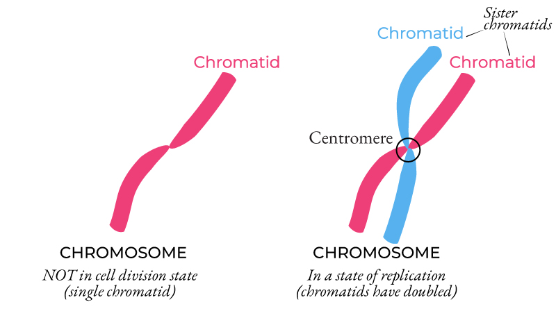 <p>an individual copy of a chromosome that has duplicated but has not yet separated from its identical copy<span>.</span></p>