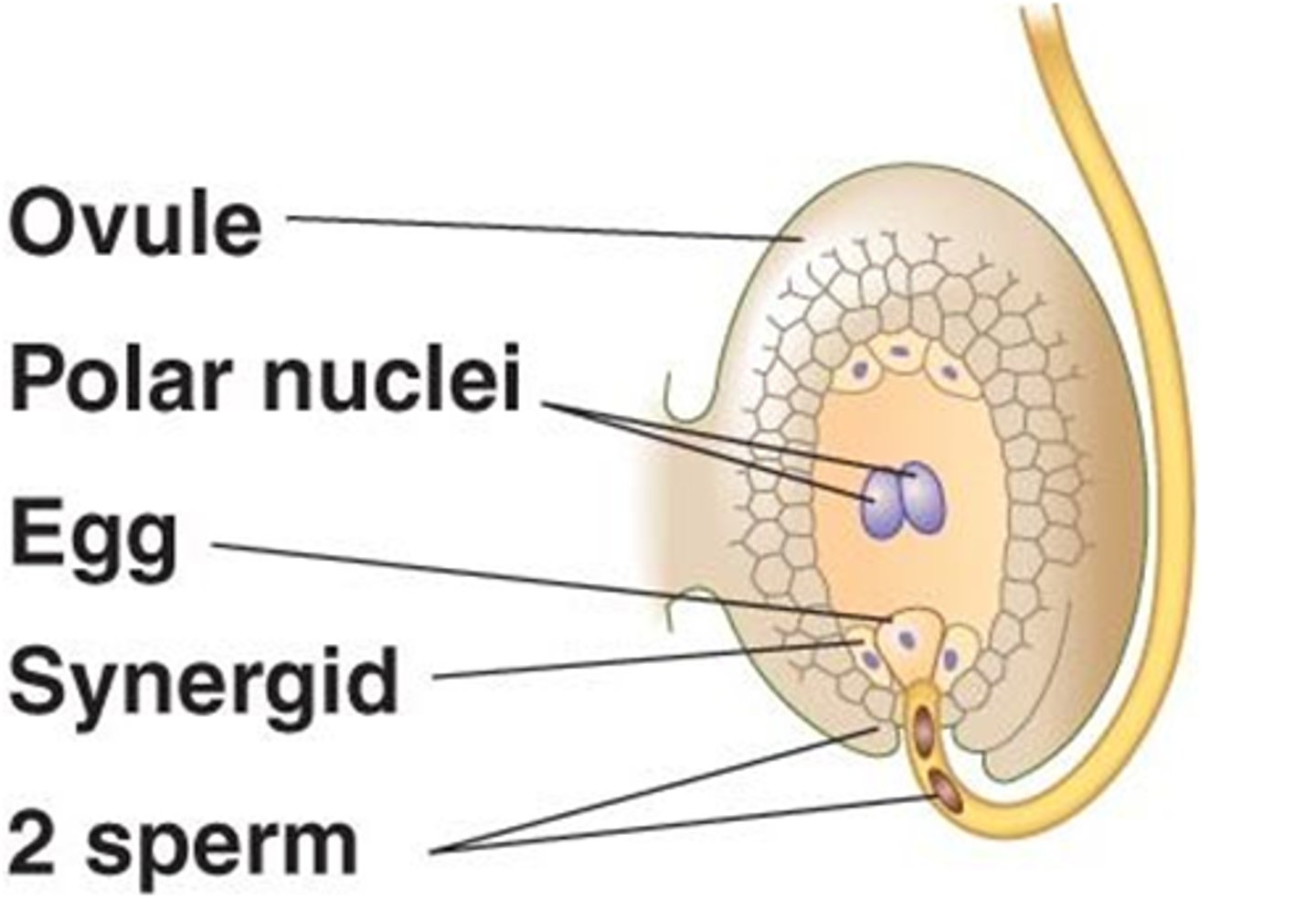 <p>The sperm from a male meets an ovum from a female and forms a zygote.</p>
