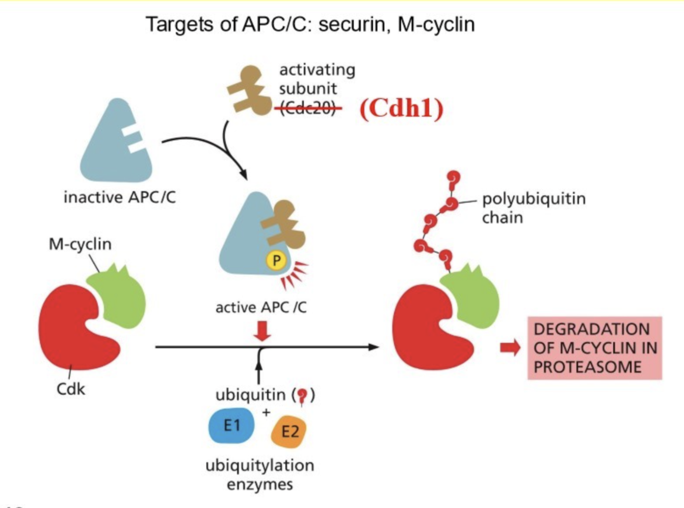 <p>What is ubiquitin ligase APC/C (anaphase promoting complex/cyclosome)</p>