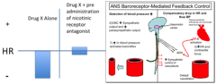 <p>Vasoconstrictor agent</p><p>Drugs can decrease the heart rate directly by activating cholinergic (M2) receptors and or by producing vasoconstriction (alpha-adrenergic receptor activation) which in turn will cause the autonomic reflex via the barro stretch receptors to activate a neural increase in parasympathetic pre-ganglionic that activate post ganglionic neurons that in turn release acetylcholine the endogenous activator of M1 receptors. In this case a vasoconstrictor agent (most likely a selective alph1-1 receptor agonist) produces the autonomic reflex to increase parasympathetic response. In the presence of a ganglion blocker that parasympathetic response is blocked and and no autonomic input is received by the heart.</p>