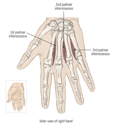 <p>adducts toward middle finger</p><p>MCP flexion, PIP and DIP extension</p><p>ex: holding book or sandwich</p>