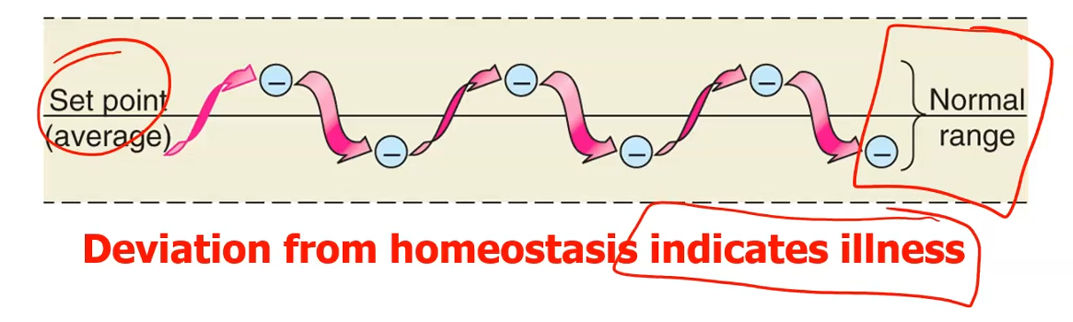 <p>Every time there’s a deviation from the set point homeostasis brings it back.</p><p></p><p>If the deviation is extreme and goes outside the normal range, it’s an indication of illness, it means homeostasis has <strong>failed</strong> to correct the deviation.</p>