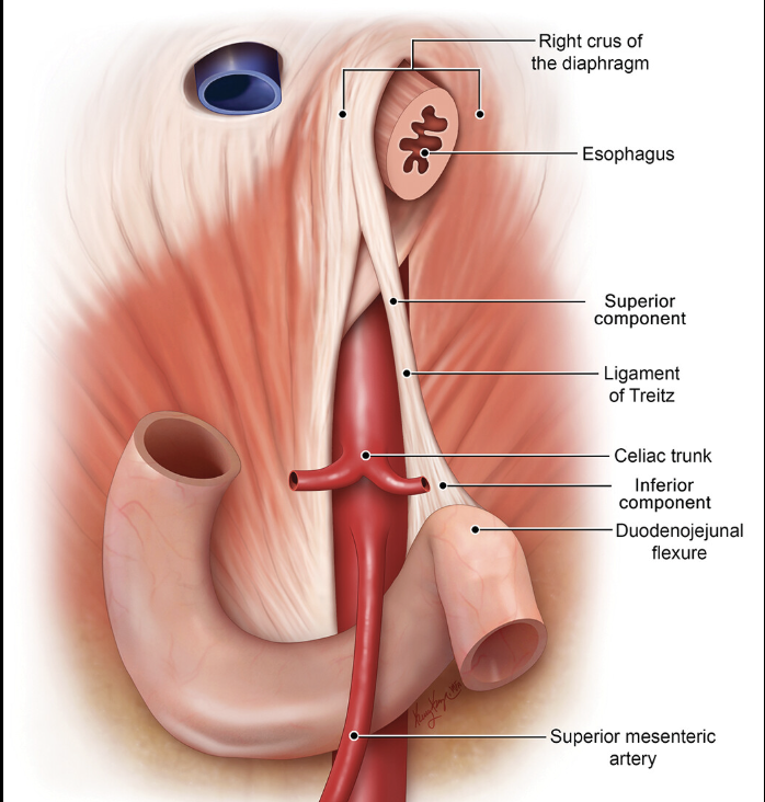 <p>diaphragm (skeletal) and duodenal (smooth) muscle fibers</p>