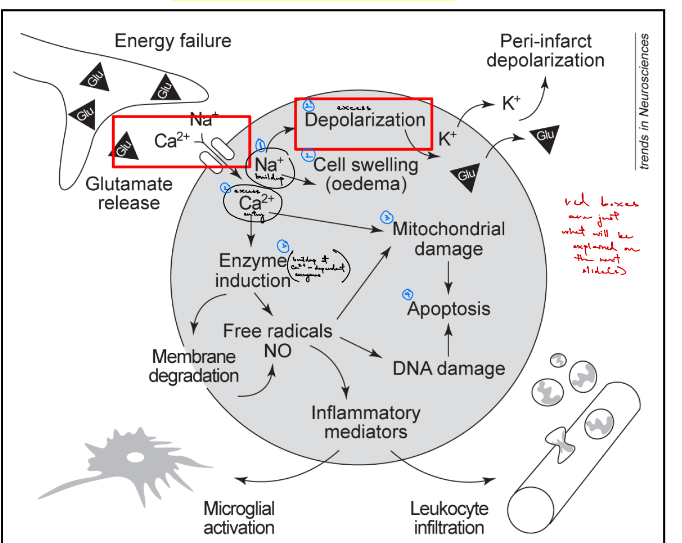 <p>ischemia includes a <u>cascade</u> of subcellular &amp; transcellular events (← ischemic cascade)</p><p>__</p><ul><li><p><u>excess </u><strong><u>Na+</u></strong><u> and </u><strong><u>Ca2+ influx</u></strong> through <strong><u>NMDARs</u></strong></p></li><li><p>excess Ca2+ → causes <u>mitochondrial damage</u> → causes <u>apoptosis</u>, WHILE excess Na+ → causes <u>excess depolarization</u> &amp; <u>cell swelling/edema</u></p></li></ul><p></p>