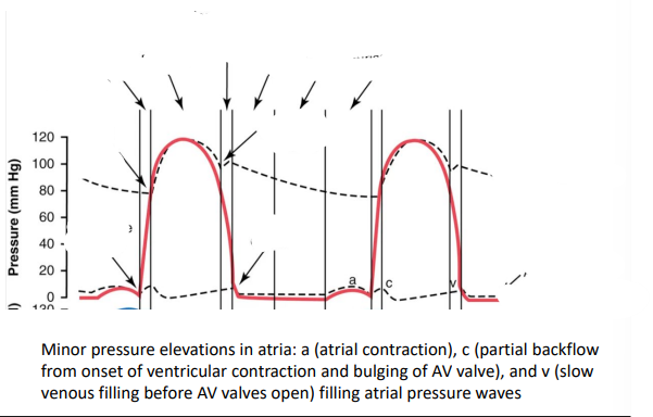 <p>Pressure across the Cardiac Cycle</p>