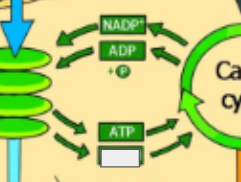 <p>photosynthesis cycle: name the step </p>