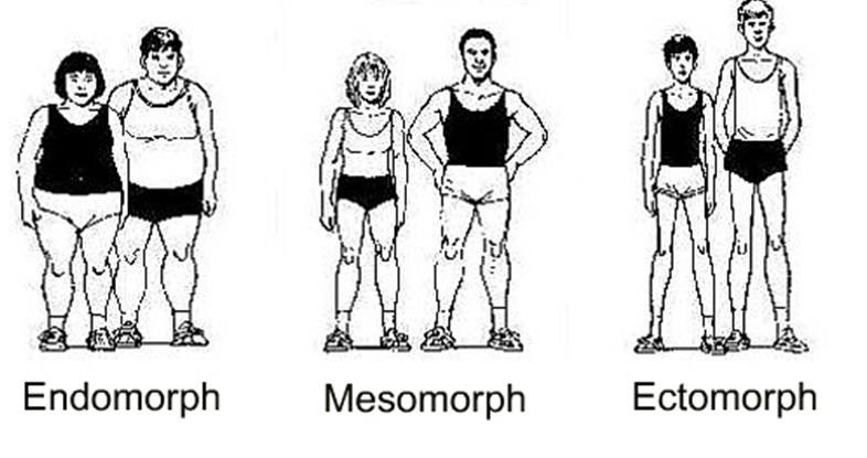 <p>Sheldon believed that people could be classified into 3 body types which relates with 3 different personality types. He saw a correlation between the body and behavioural patterns. </p><ul><li><p>Ectomorphic = are introverted and afraid of people. Thin and fragile</p></li><li><p>Endomorphic = are sociable and easy to get along with. Fat and soft.</p></li><li><p>Mesomorphic = adventurous and ruthless in relationships with others. Aggressive. Muscular and hard. </p></li></ul><p><span style="line-height: 107%;">Mesomorphs, therefore, pose the greatest threat of becoming delinquents and later criminals. However, he found some relationship between endomorphy and delinquency. Sheldon studied this by comparing 400 boys in a residential rehabilitation home. He gathered extensive family backgrounds on each and also monitored their growth for 8 years.</span></p>