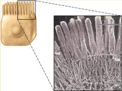 <p>fingerlike extensions of the plasma membrane of apical epithelial cells</p>
