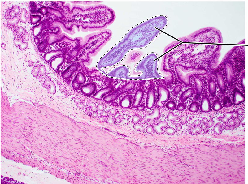 knowt flashcard image