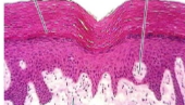 <p>what tissue is this</p>