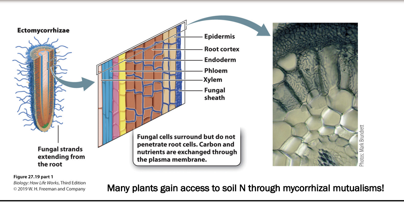 <ul><li><p>fungi produce a thick sheath of fungal cells that surround plant root tips and extend into root interior </p></li><li><p>fungal cells produce network of filaments that surround root cells → but do not penetrate them</p><ul><li><p><span style="background-color: inherit; line-height: 19.55px; color: windowtext;">Fungi grow hyphae quickly and move soil easily -> increases volume that plant can extract nutrients</span><span style="line-height: 19.55px; color: windowtext;">&nbsp;</span></p></li></ul></li><li><p>fungi can provide root cells with N (obtained frmo soil) in exchange for carbs</p></li><li><p><span style="background-color: inherit; line-height: 19.55px; color: windowtext;">In soli with nitrogen already (lots of decomp that releases ammonia and nitrogen fixing bacteria)</span><span style="line-height: 19.55px; color: windowtext;">&nbsp;</span></p></li></ul><p></p>
