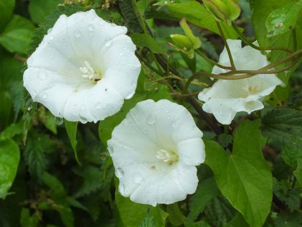 <p>Calystegia sepium light preference </p>