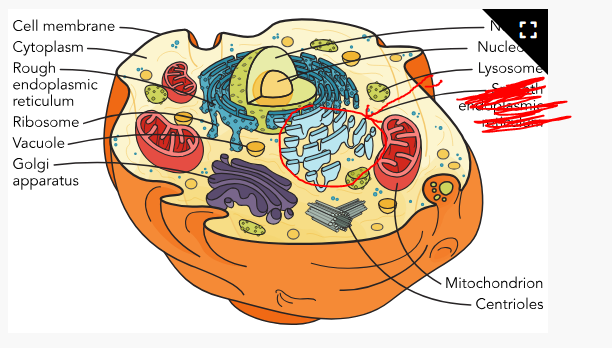 <p>What part of the cell is this?</p>