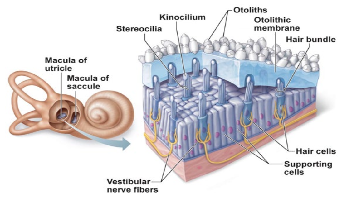 <p>In the Vestibule:</p><ul><li><p>Macula of utricle</p></li><li><p>Macula of saccule</p><ul><li><p>Both situated perpendicular to each other</p></li></ul></li></ul><p>Otoliths = </p><ul><li><p>Stones that give density to membrane</p></li></ul><p>Otolitic Membrane =</p><ul><li><p>Gelatenous</p></li><li><p>Will “pull” on hairs when not flat</p></li><li><p>Static = still</p></li><li><p>Nerve fibers send signals of position</p></li><li><p>Used to understand position of head in relation to gravity</p></li></ul><p></p>