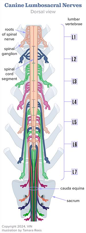 <p>The series of anterior/ventral and posterior/dorsal roots descend to their respective IV foramen and then join to create the spinal nerve just before exiting.</p>