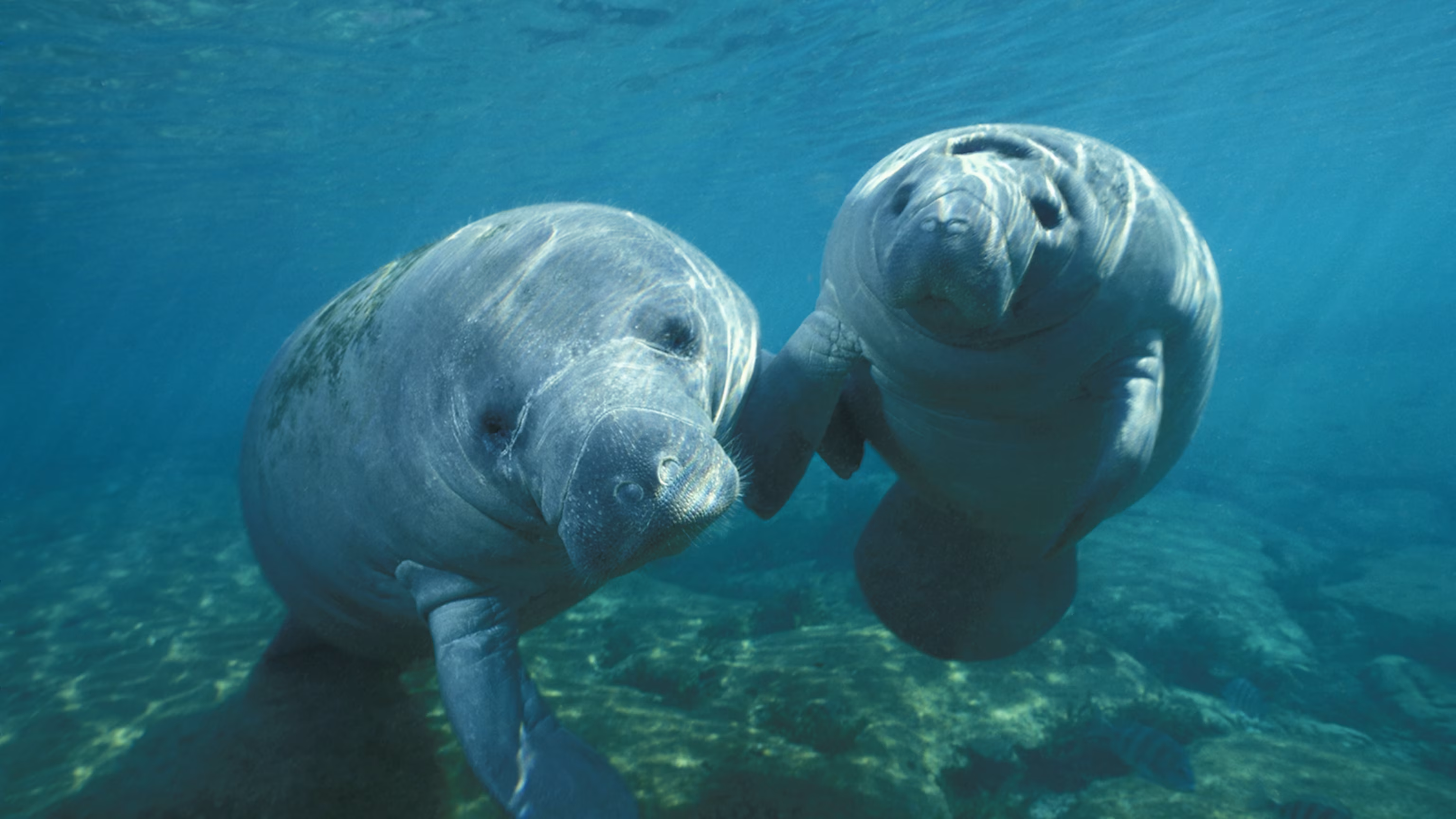 <p>West Indian Manatee</p>