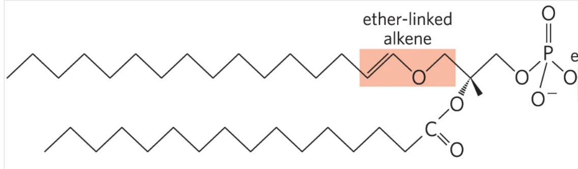 <p><span>A phospholipid containing a double bond between C-1 and C-2 / An alkenyl ether substituent on C-1 of glycerol.</span></p>