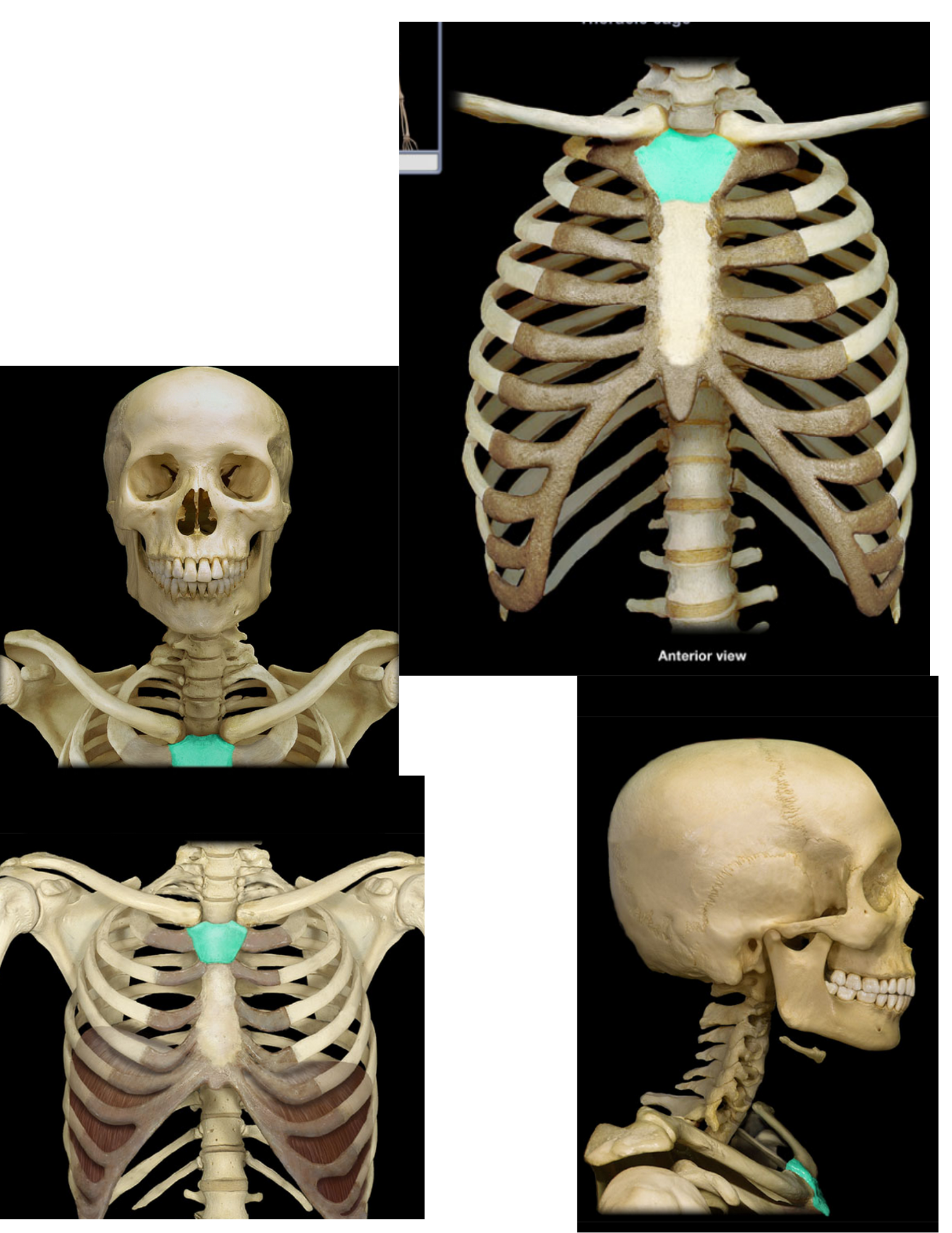 knowt flashcard image